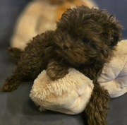 Bolonka Kolorowa ZKwP