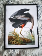 Plakat w Ramce "Czapla Modra" Great Blue Heron Vintage