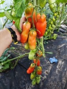 Aurija pomidor 20 sztuk + 3 Gratisy zobacz. 