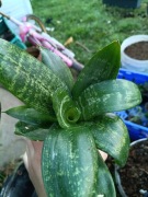 sansevieria sansewieria#11