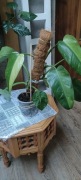 Philodendron Jose Buono 