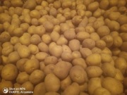 Ziemniaki jadalne DENAR 