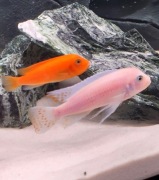 Pyszczaki Zebra Red Red, dorosłe 10-12cm