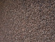 Facelia błekitna czyszczone ziarno 1kg