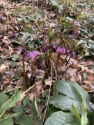 Ciemiernik wschodni sadzonki