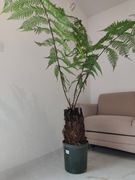 Dicksonia Antarctica