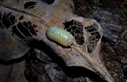 Armadillidium vulgare "Candy mix" 