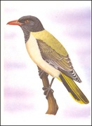 Wyspy Św Tomasza i Książęce - Ptaki, (zestaw 585)