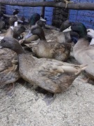 Jajka lęgowe kacze khaki campbell I welsh harlequi