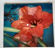 Poczt. dźwięk Opole 74, Prońko, Kretowna