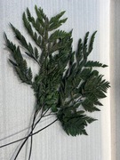 Paproć stabilizowana