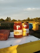 Miód - z pięknych i zdrowych okolic lubelskiego prosto z pasieki