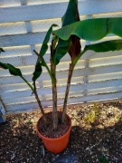 Musa sikkimensis Red Tiger