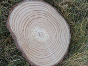 Plaster sosnowy 3+1 gratis krążek drewna 25-30cm gr2cm