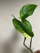 Monstera Adansonii Sp. Laniata Variegata ukorzeniona sadzonka