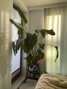 Strelicja Nikolai 2m z doniczką