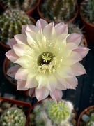 Echinopsis hybryd