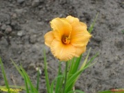 Hemerocallis / Liliowiec: Pixie Parasol