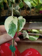 epipremnum njoy-cięty szczyt