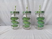 Kubek, słoik na koktajl smoothie liście szklany zakręcany z rurką.