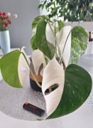 Monstera variegata