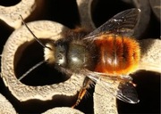 Murarka ROGATA pszczoły kokony 50 sztuk! Osmia Cornuta Piękna pszczoła!