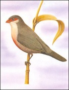 Wyspy Św Tomasza i Książęce - Ptaki, (zestaw 590)