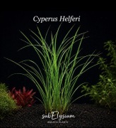 Cyperus helferi sadzonka ok 15-25 cm, hodowla podwodna