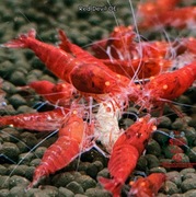 Krewetki Caridina Red Devil OE Orange Eyes ZAMIANA GRATIS PROMOCJA