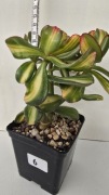 Grubosz Crassula Return of Beauty cv 