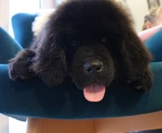 Szczeniaki Nowofundland Wodołaz ZKWP FCI