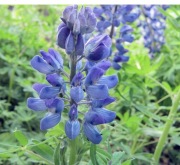 Łubin wąskolistny karo C/1