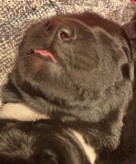 Szczenięta Terier Rosyjski FCI – hodowla SVOBODA 