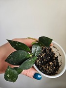 Hoya krohiana ukorzeniona i rosnaca 