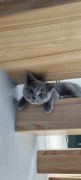 Brytyjskie Koty, kocięta,  BSH blue lila
