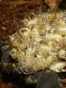 Chaerilus sp.Lale L2/L3 młode para skorpion, ptasznik nie Heterometrus