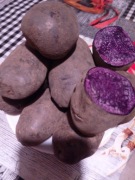 ziemniaki  truflowe fioletowe PROVITA