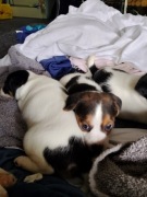 Sprzedam Suczke pieska Jack Russell Terier 