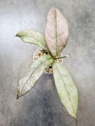 Hoya mitrata silver kapuas, hoja kolekcjonerska