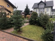 Jodła kaukaska lub świerk