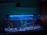 Sprzedam akwarium 220l