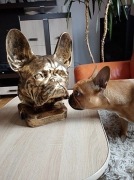 Figura Dekoracyjna Głową Buldog Francuski