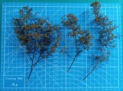 Drzewa z komosy ciernistej na dioramę. Rozmiar średni, kolor light earth