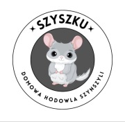 Hodowla szynszyli Szyszku kolorowe odmiany