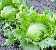 ROZSADA SAŁATA TRZAN SEZON 2026