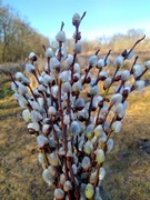 Żywe bazie Wielkanoc 25 cm