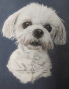 Portret psa kota ze zdjęcia na zamówienie