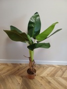 Sztuczna roślinka doniczkowa, kwiat sztuczny, fikus, wys 107 cm