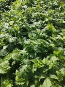 Sadzonki rozsada flance kozłka lekarskiego