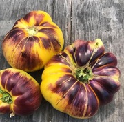 Pomidor Sart Roloise nasiona kolekcjonerskie